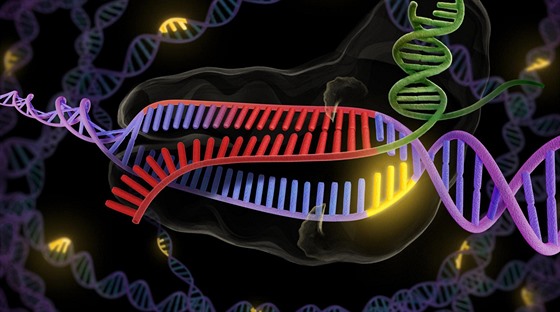 Enzym CRISPR (zeleně a červeně) se připojuje k dvojité šroubovici DNA (fialová...
