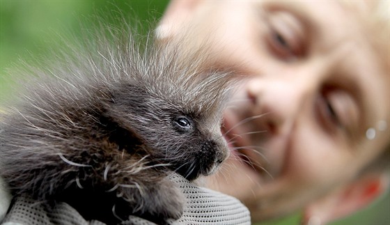 Sameek urzona kanadského se narodil v brnnské zoo.