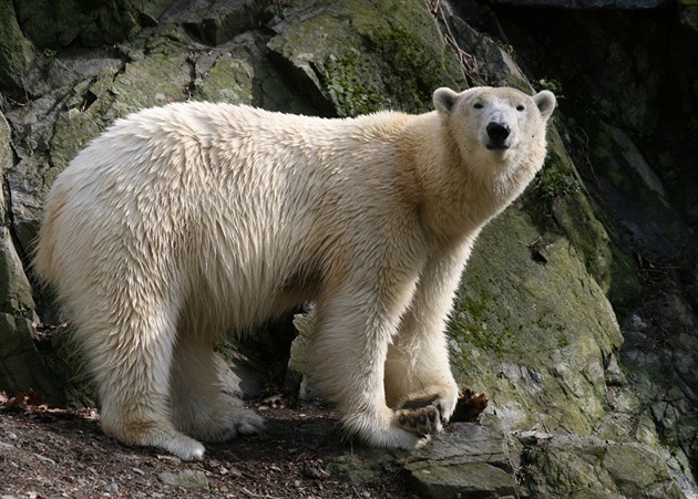Lední medvd Umca ije v brnnské zoo v záloním výbhu, aby neohrozil ivot...