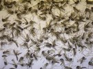 Vdci objevili virus zika i v obyejných komárech. Chtjí dalí testy