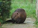 Ochránci pírody odchytávali bobra evropského, který vlezl na zahradu v Klabav...
