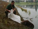 Ochránci pírody odchytávali bobra evropského, který vlezl na zahradu v Klabav...