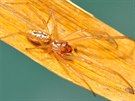 Samec snovaky moravské se lií od vech ostatních pavouk v esku kusadly...