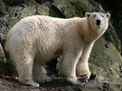 Ledn medvd Umca ije v brnnsk zoo v zlonm vbhu, aby neohrozil ivot...