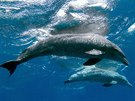 Jeden ze snmku olomouckho fotografa Romana Mrzka zachycujc delfny v...