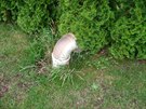 Kuriózní trubka na zahrad