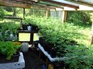 Policisté nali pi domovních prohlídkách stovky rostlin marihuany.