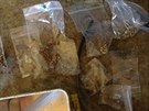 Policisté nali pi domovních prohlídkách stovky rostlin marihuany a kilogram...