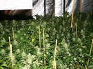 Policisté nali pi domovních prohlídkách stovky rostlin marihuany a kilogram...