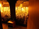 Policisté nali pi domovních prohlídkách stovky rostlin marihuany tsn ped...