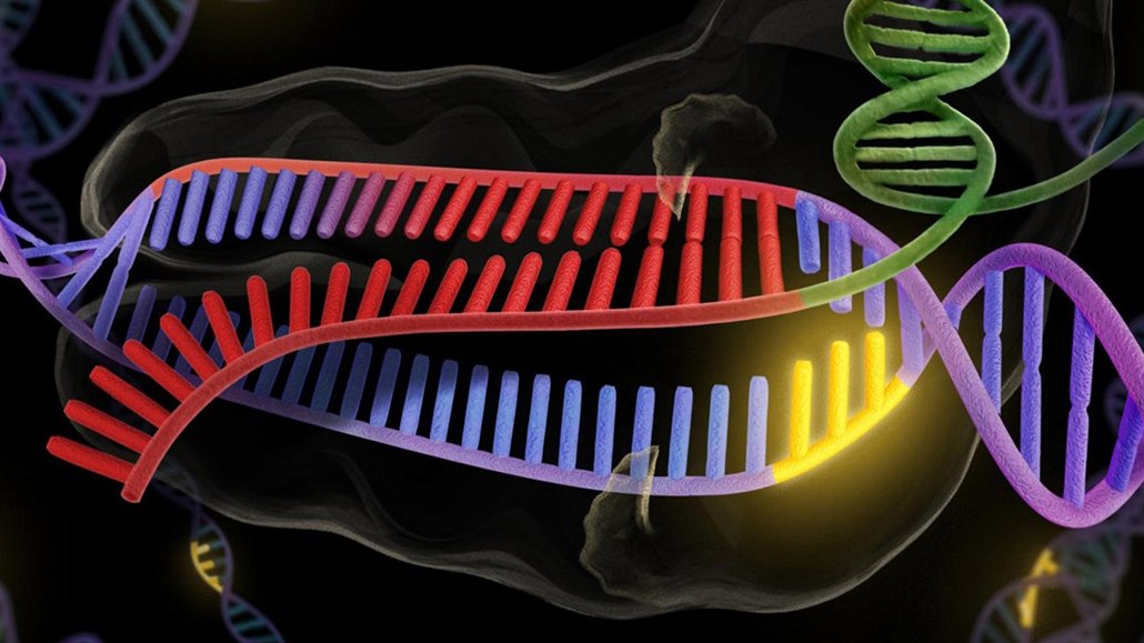 Идентичный ген. Гены. Визуализация продуктов генов. Геном ДНК прокариотов. CRISPR И генная терапия.