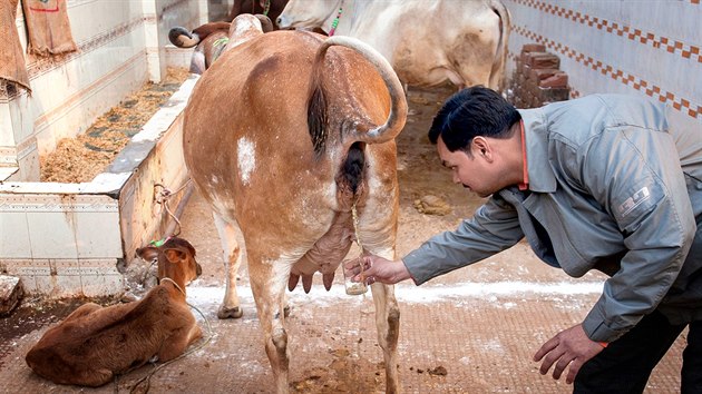 Mu z indick Agry zachycuje kravskou mo. Nkte hinduist tvrd, e pit erstv kravsk moi me pomoci vylit vechny nemoci vetn rakoviny.