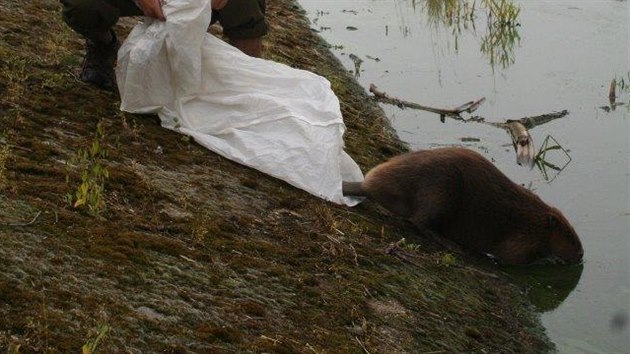 Ochrnci prody odchytvali bobra evropskho, kter vlezl na zahradu v Klabav na Rokycansku a vydsil majitelku
