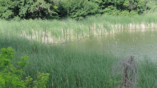 Nový druh pavouka snovačka moravská žije v pobřežních porostech několika jezer na Břeclavsku.