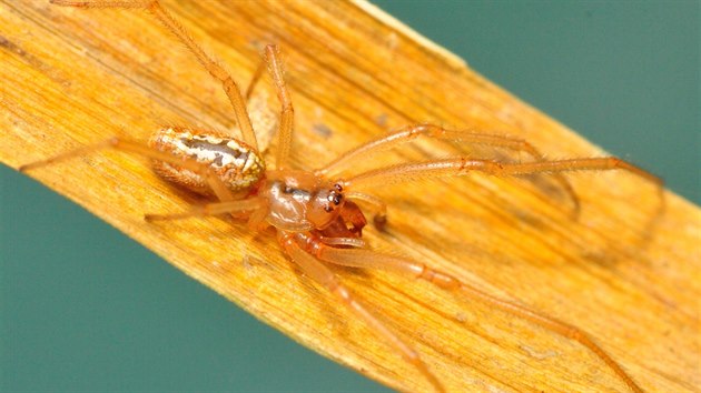 Samec snovačky moravské se liší od všech ostatních pavouků v Česku kusadly opatřenými několika mohutnými zubovitými výrůstky, které používá během námluv či při kopulaci.