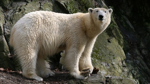 Ledn medvd Umca ije v brnnsk zoo v zlonm vbhu, aby neohrozil ivot svch potomk. Kdy odcestuj, vrt se k samici Coe.