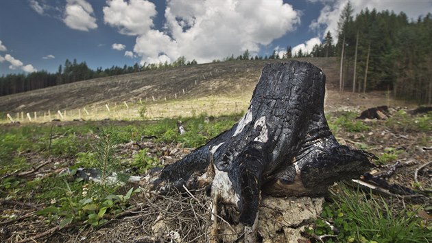 Ped rokem mohutn por zniil asi dvacet hektar pole a lesa v Pavlovsku na Rokycansku. Nyn jsou v lokalit vysazeny tisce novch stromk. (20. ervence 2016)
