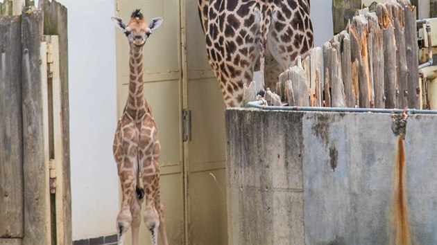 Samika irafy, kter se narodila ve zlnsk zoo.