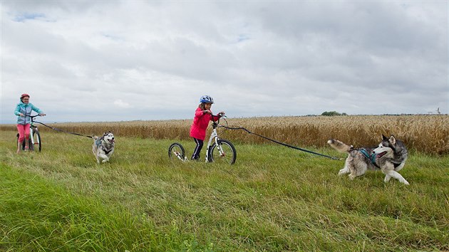 Atraktivnm zitkem je pro dti tak jzda na kolobce taen jednm husky.