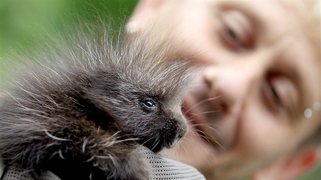 Sameek urzona kanadskho se narodil v brnnsk zoo.