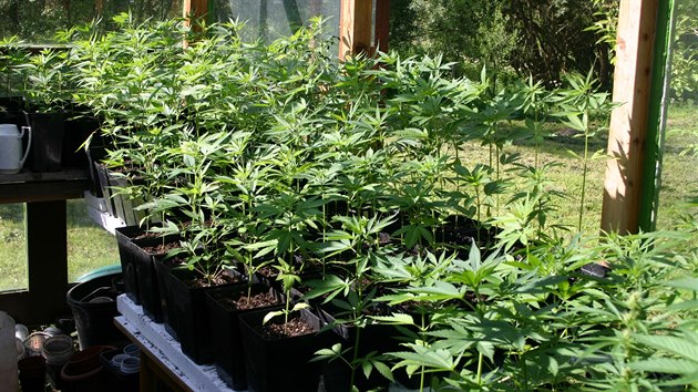 Policisté našli při domovních prohlídkách stovky rostlin marihuany těsně před sklizní a kilogram sušiny.