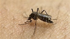 Vědci objevili virus zika i v obyčejných komárech. Chtějí další testy