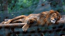 Venezuelská zoo jsou na hran kolapsu. Zvíata umírají hlady.