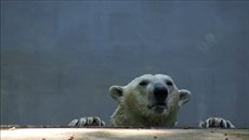 Lední medvd Umca si v bazénu uívá samotu