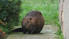 Ochránci přírody odchytávali bobra evropského, který vlezl na zahradu v Klabavě...