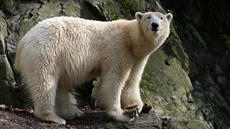 Lední medvd Umca ije v brnnské zoo v záloním výbhu, aby neohrozil ivot...
