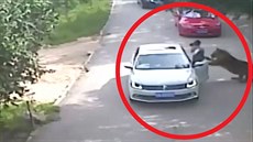 Kamera v safari parku zachytila útok tygra. �ena vystoupila z auta