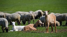 Chov ovcí a koz na farmě.
