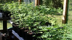 Policisté nali pi domovních prohlídkách stovky rostlin marihuany tsn ped...