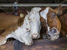 Celkem chovají v Javorníku tisíc kus dobytka na tech farmách.