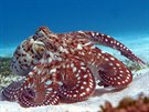 Jeden ze snmku olomouckho fotografa Romana Mrzka zachycujc chobotnici v...