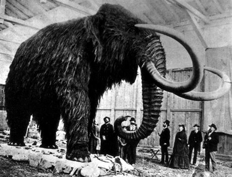 Mamut srstnatý, kterého objevili v roce 1903 na Sibii