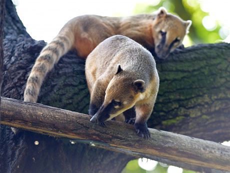 Nosál ervený  je jedním ze dvou druh zvíat v ústecké zoo, jeho se týká...