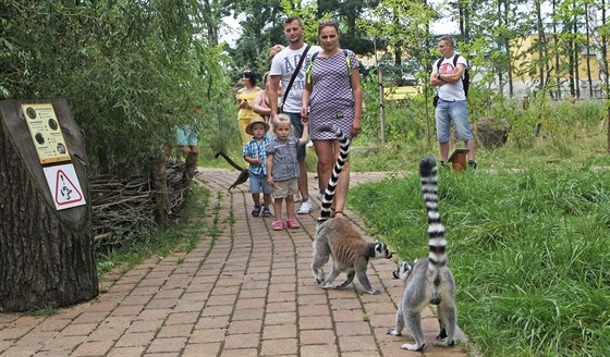 Návtvníci ostravské zoologické zahrady se procházejí pímo mezi lemury. (5....