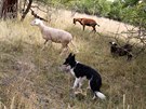 Společnost dělá pastevkyni i pět ovčáckých psů.