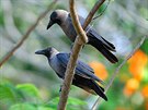 Vrána domácí (Corvus splendens)