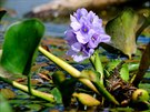 Tokozelka vodní hyacint (Eichhornia crassipes)