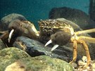 Krab íní (Eriocheir sinensis)