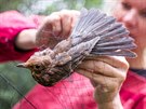 Výzkum a kroužkování ptáků u rybníka Řežabinec u Ražic provádějí ornitologové z...