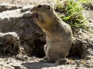 Sysli v Jihoeské zoologické zahrad Hluboká nad Vltavou.