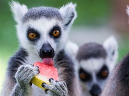 NEASTNÝ ZPSOB LÉTA. Skupina lemur se v ínské metropoli Chang-ou snaí...