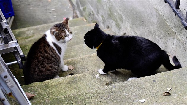 Kocoui Larry (vlevo) a Palmerston (2.8.2016).