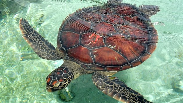 Kélonia - záchranná stanice mořských želv