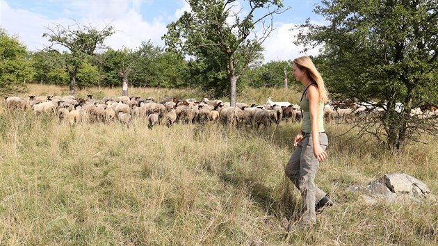 Helena Svobodová se pastevectví věnuje od svých 17 let, kdy odešla z Prahy. U vrcholu Milá se o ovce stará třetím rokem.