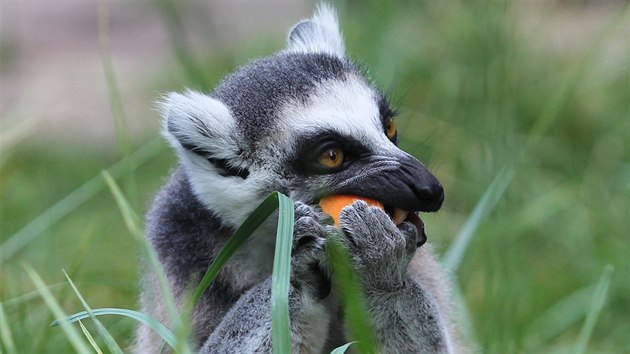 Nvtvnci ostravsk zoologick zahrady se prochzej pmo mezi lemury. (5. srpna 2016)