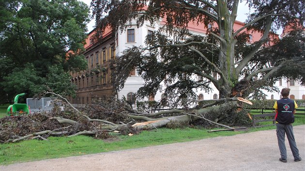 Boue a siln vtr pokodily dominantu zmeckho parku v Holeov. Buk erven tady rostl zhruba 150 let.